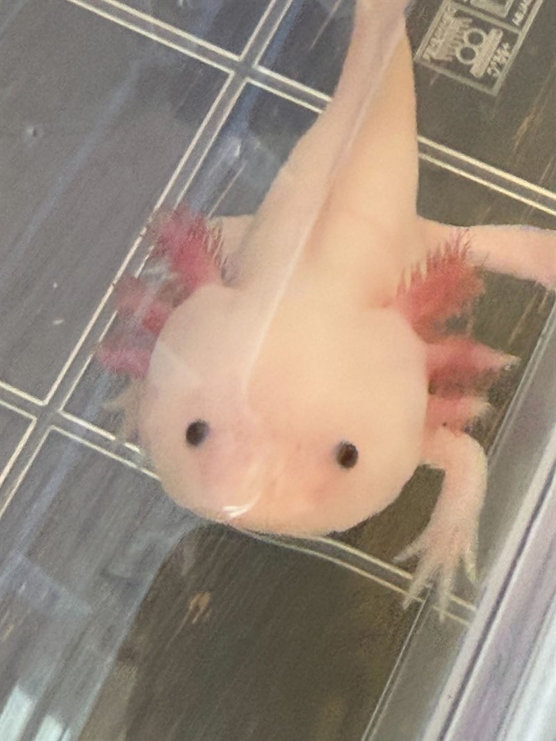 Bloop the axolotl smiling up close