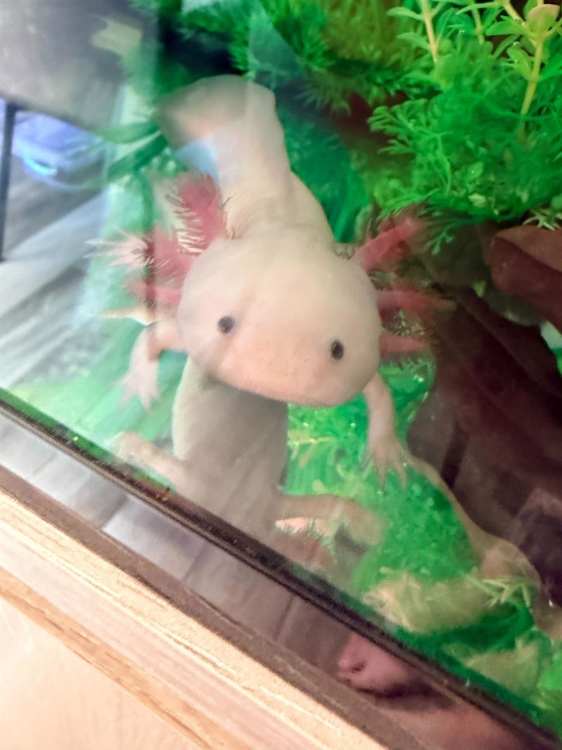 Bloop the axolotl swimming among green plants in the tank