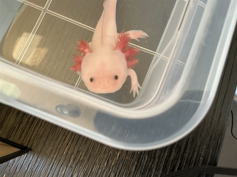 Bloop the axolotl peeking over the edge of the tub